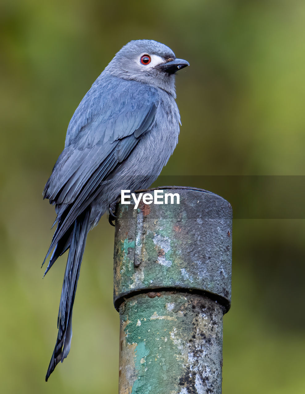 Nature wildlife image of an ashy drongo bird