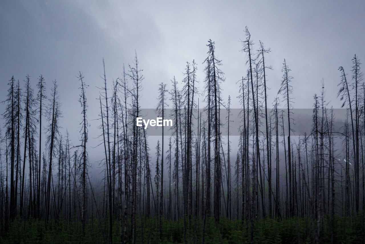Panoramic view of pine trees in forest against sky