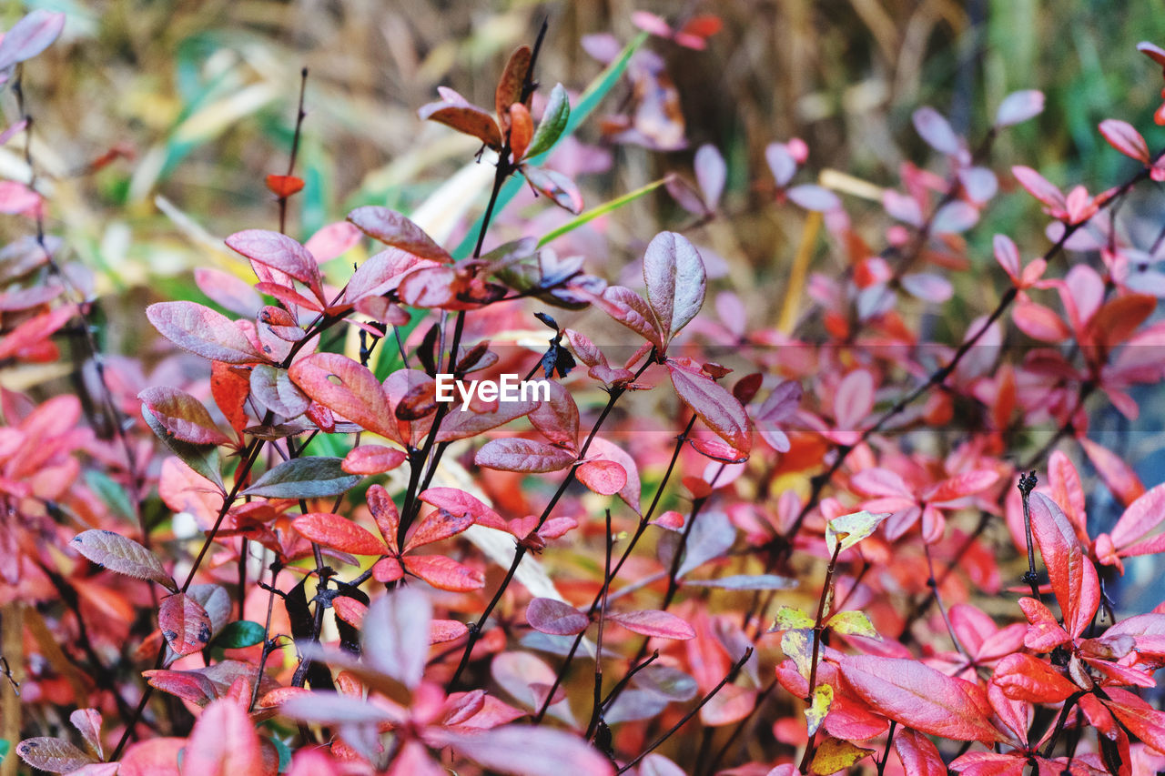 Close-up of red flowering plant during autumn