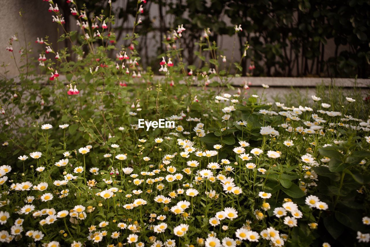 Close-up of white flowers blooming outdoors