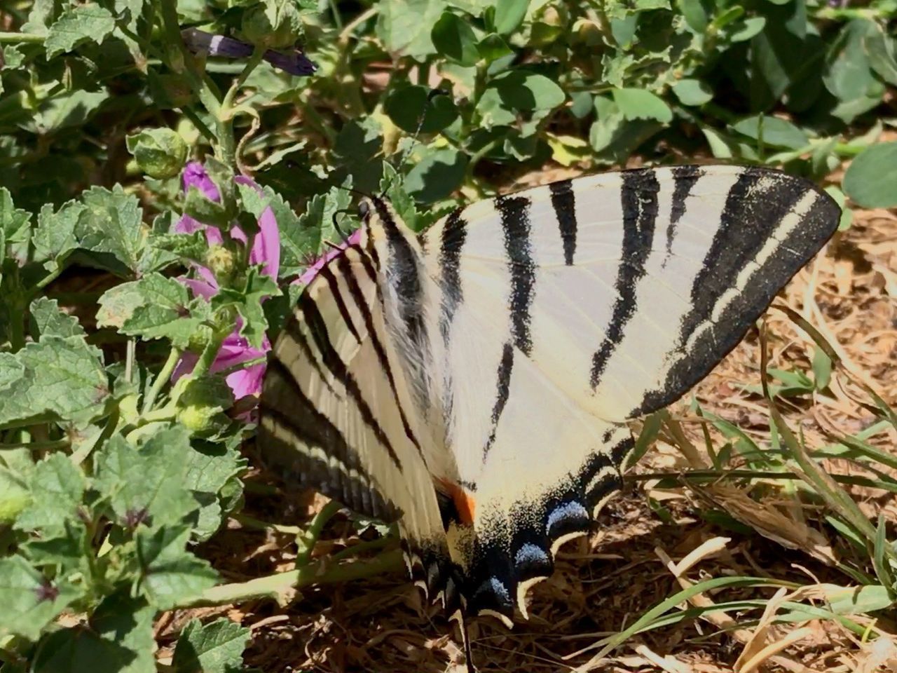 CLOSE-UP OF BUTTERFLY ON PLANTS