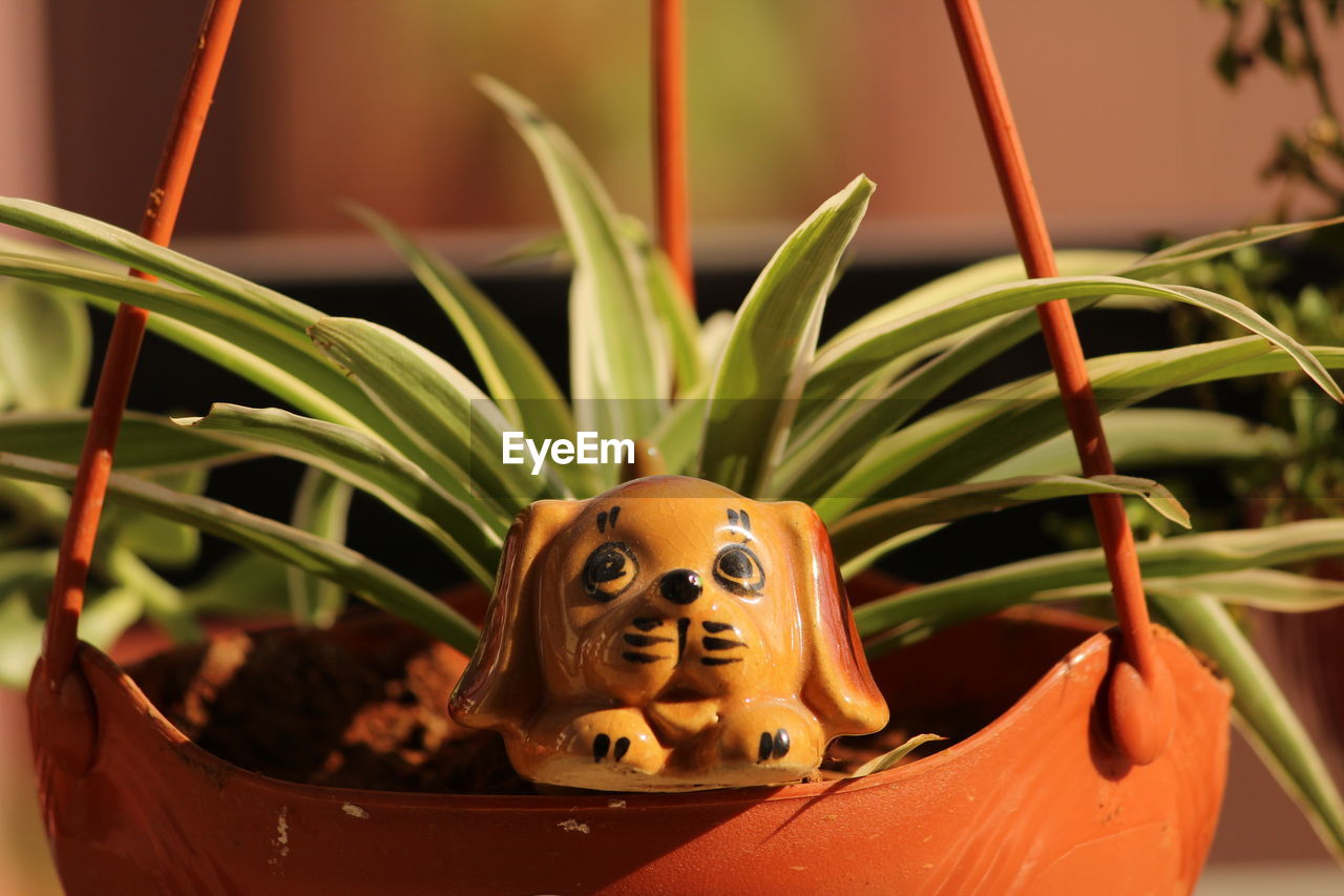 CLOSE-UP OF POTTED PLANT AGAINST POT