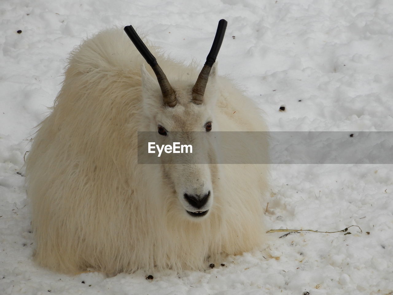 CLOSE-UP OF SHEEP ON SNOW COVERED