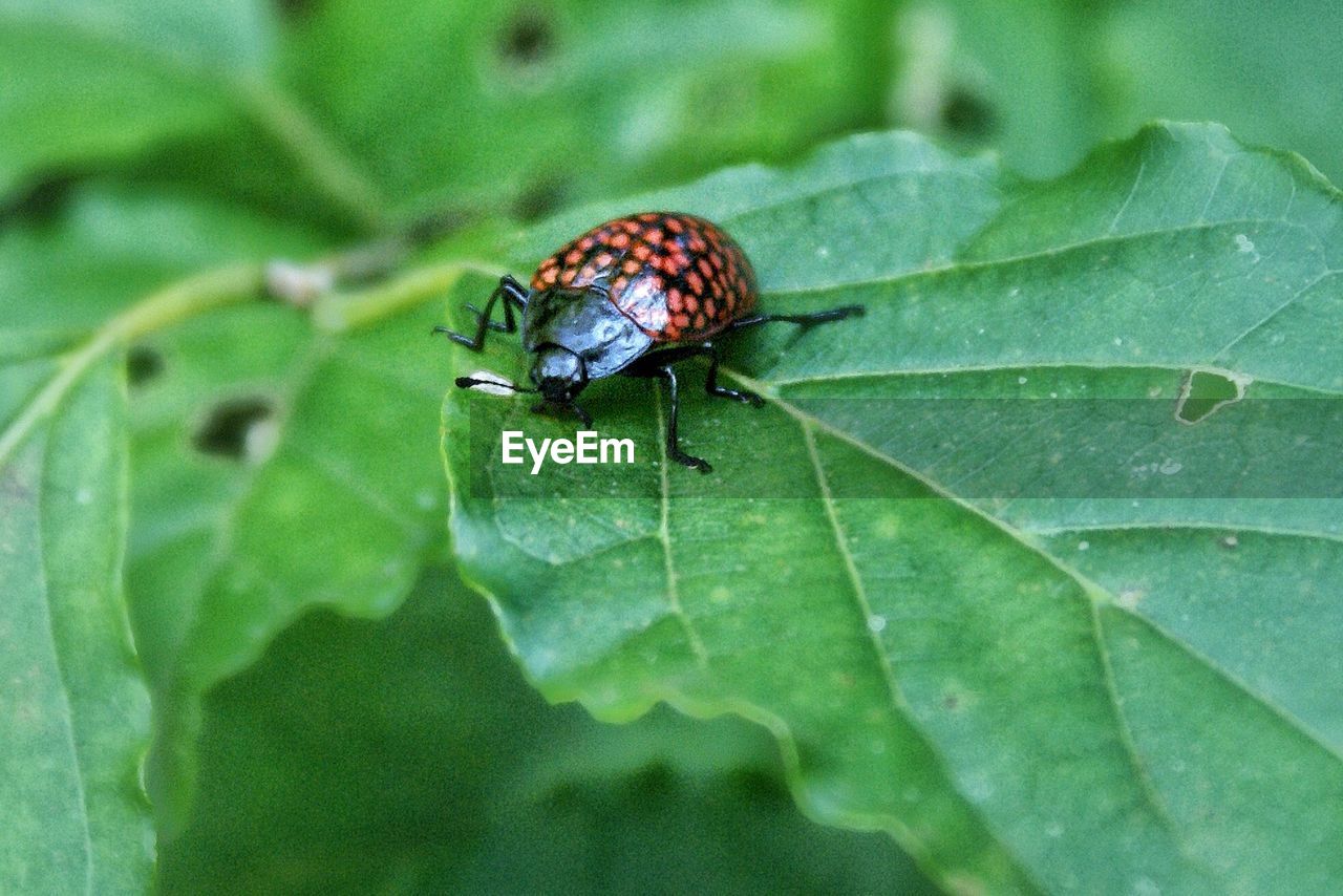 CLOSE-UP OF INSECT ON LEAF