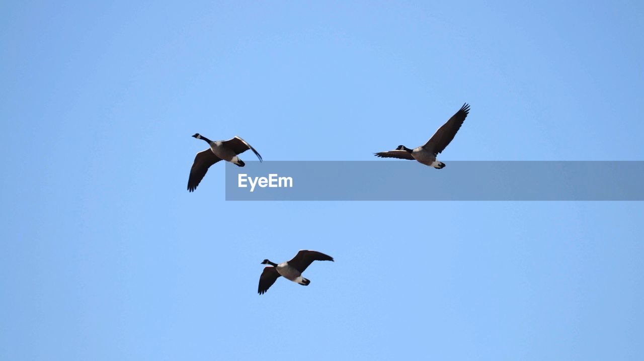 LOW ANGLE VIEW OF BIRD FLYING