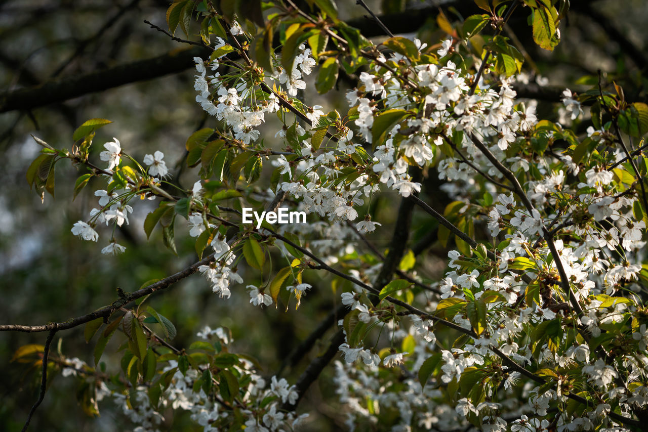 plant, tree, branch, blossom, nature, growth, flower, sunlight, flowering plant, beauty in nature, green, leaf, freshness, spring, springtime, no people, produce, fragility, white, fruit, plant part, food, outdoors, food and drink, day, fruit tree, focus on foreground, low angle view, close-up, shrub, botany, twig, healthy eating