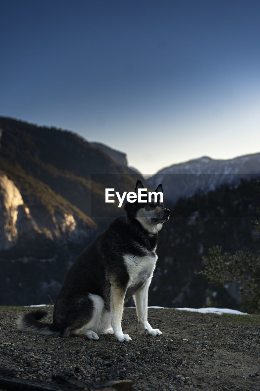 animal themes, animal, one animal, mammal, pet, dog, domestic animals, mountain, sky, canine, no people, nature, siberian husky, mountain range, sled dog, clear sky, sitting, day, looking, side view, rock, full length
