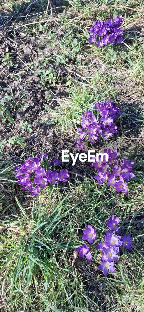 plant, flowering plant, flower, purple, growth, beauty in nature, fragility, freshness, nature, field, land, day, high angle view, no people, lavender, wildflower, grass, close-up, petal, outdoors, green, iris, sunlight, botany, flower head, inflorescence, blossom, herb