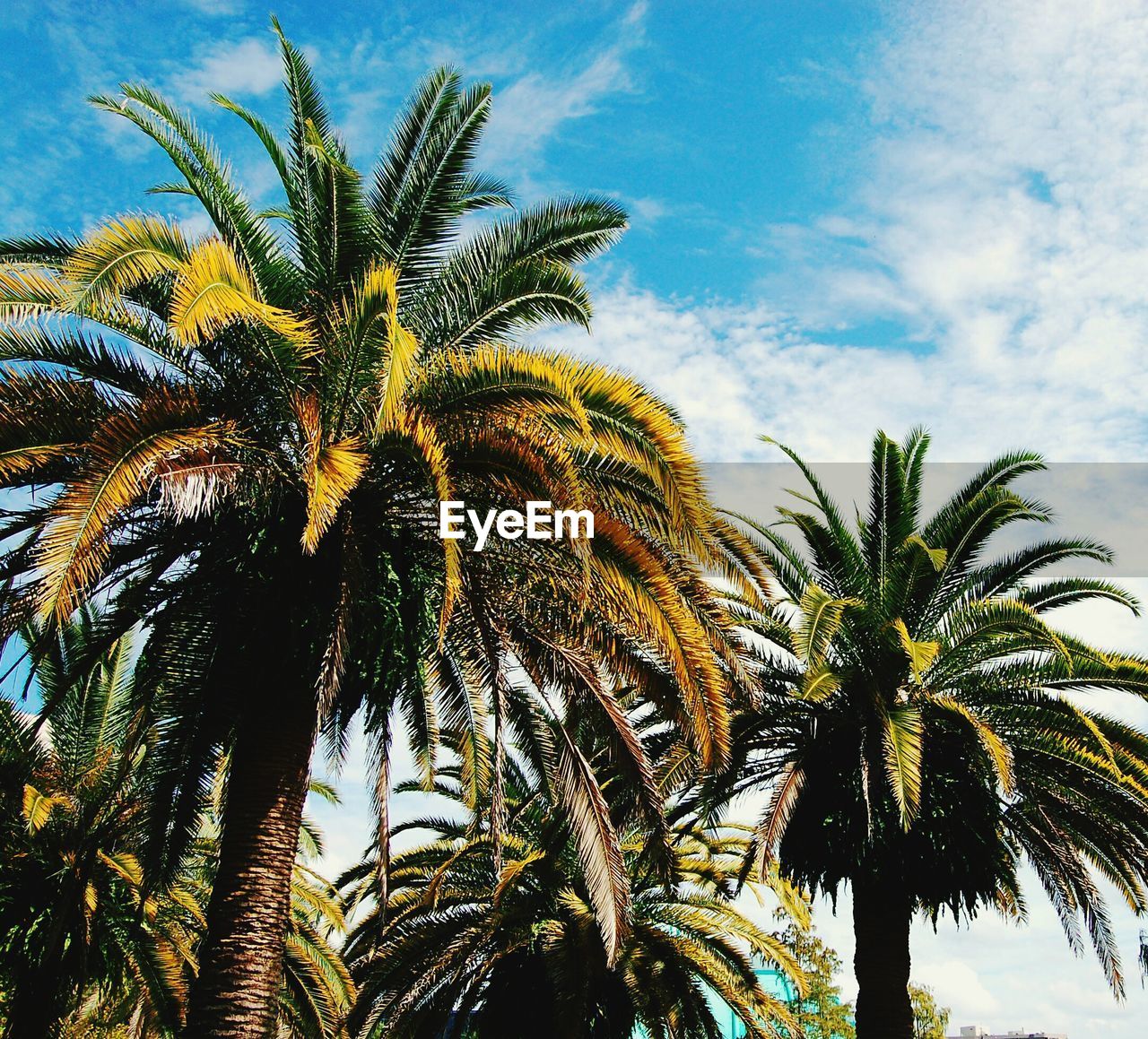 PALM TREE AGAINST SKY