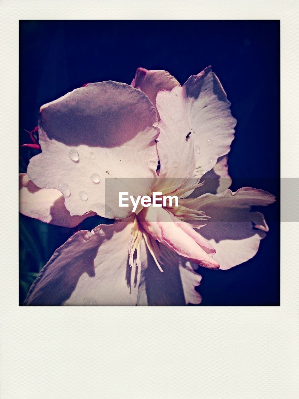 CLOSE-UP OF WHITE FLOWERS