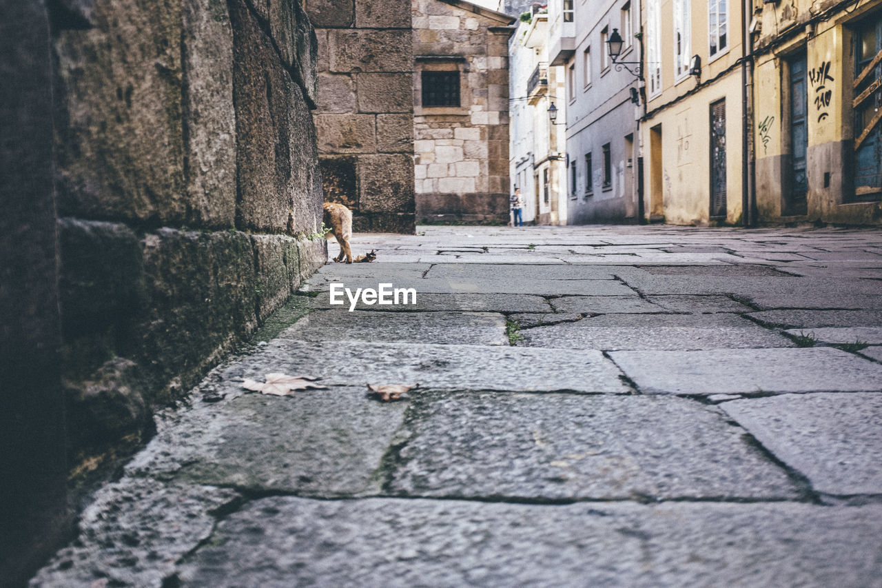 Distant view of cropped cat on footpath