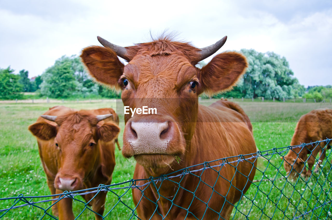 PORTRAIT OF COW IN FIELD