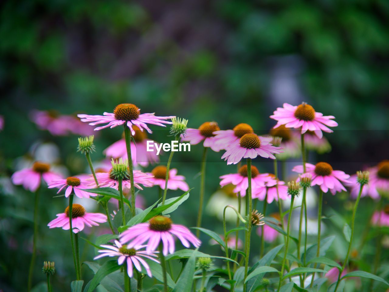 Close-up of pink flowering plant echinacea on garden