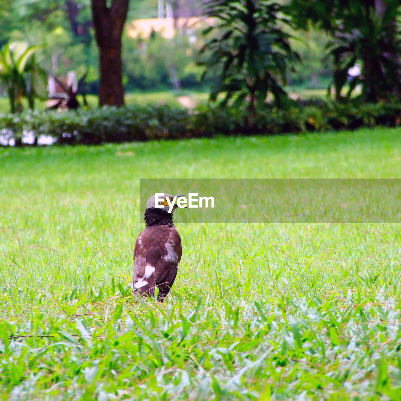 BIRD PERCHING ON GRASS