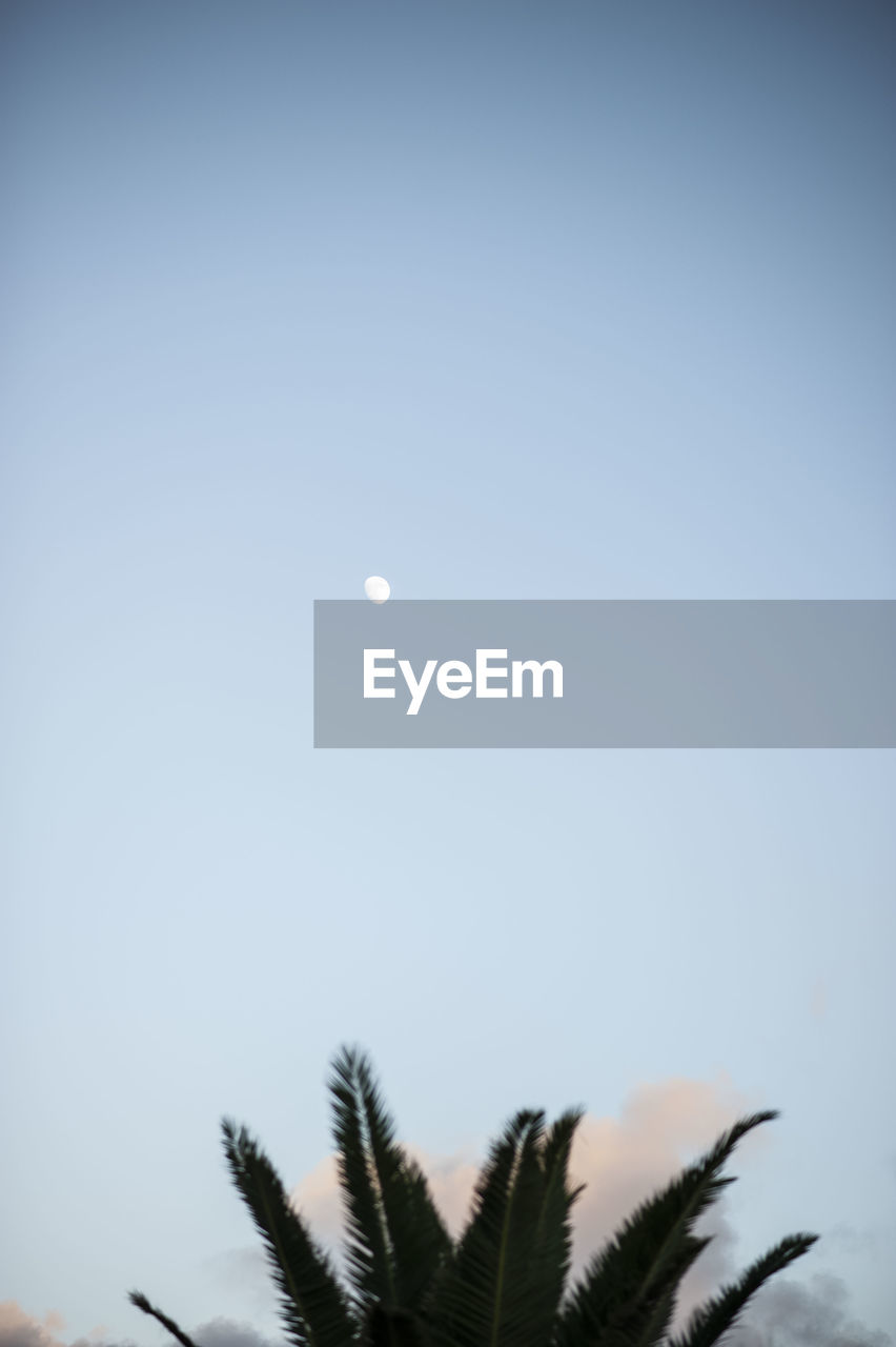 Low angle view of palm tree against sky