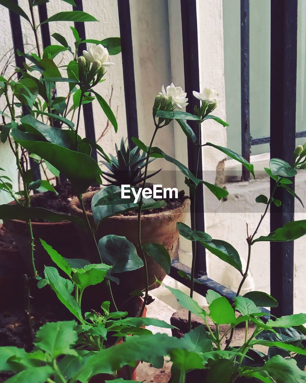 Jasmines growing by window