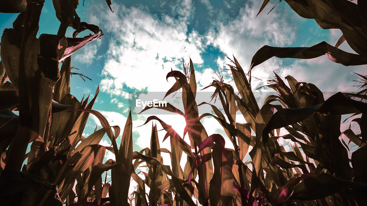 Low angle view of plants against sky