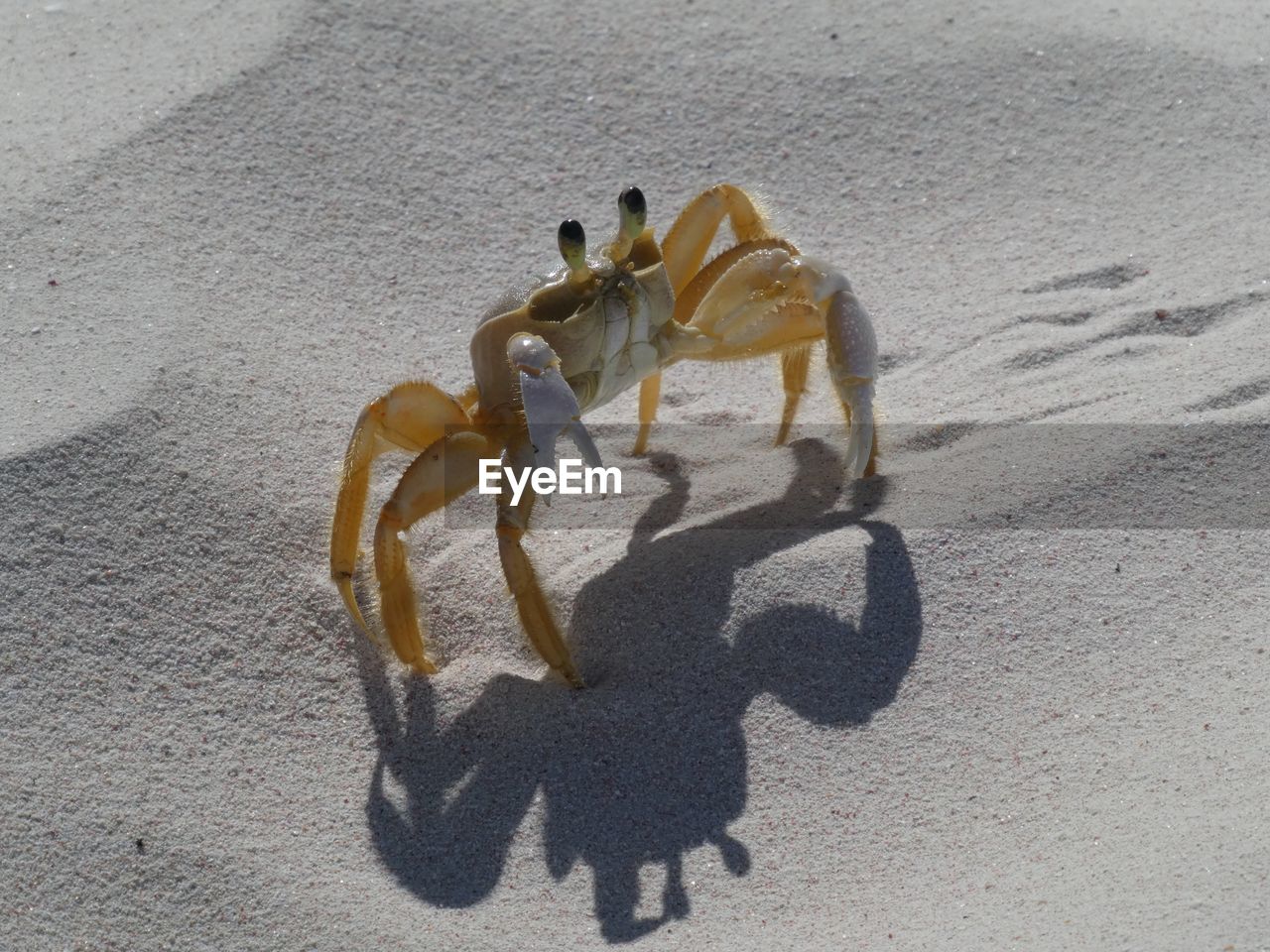 High angle view of a crab running on sand at the beach