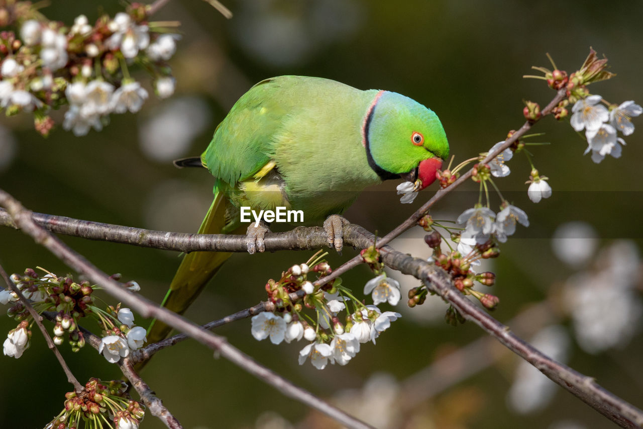 CLOSE-UP OF A BIRD PERCHING ON BRANCH