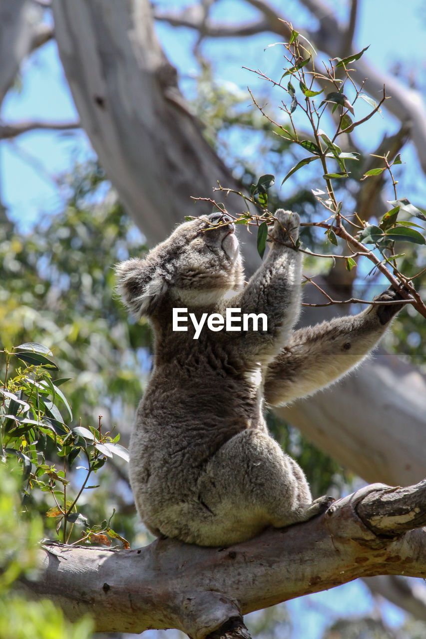 Koala feeding on the green leaves of an eucalyptus tree