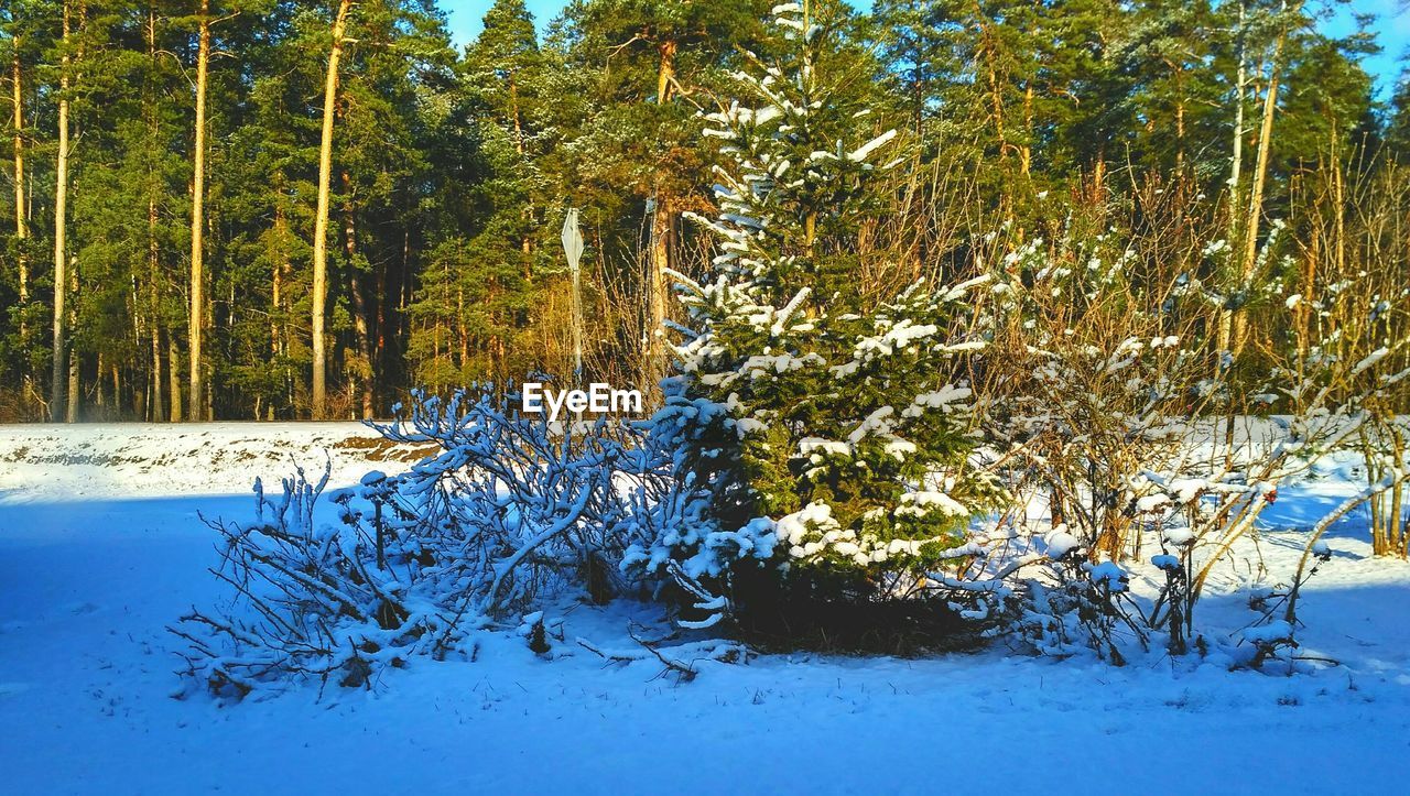 TREES ON SNOW COVERED TREE