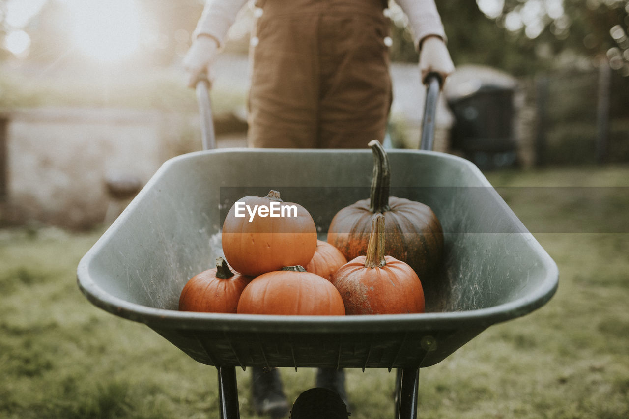 Woman with pumpkin wheelbarrow in a farm