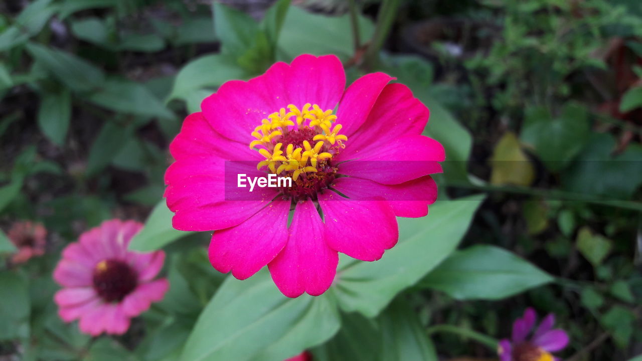 CLOSE-UP OF PINK ZINNIA BLOOMING OUTDOORS