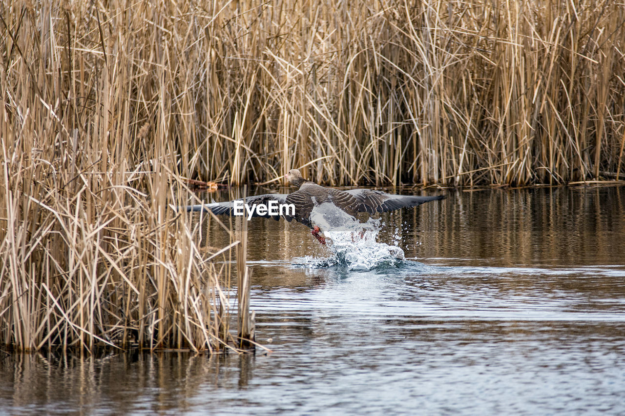 WATER SPLASHING IN LAKE