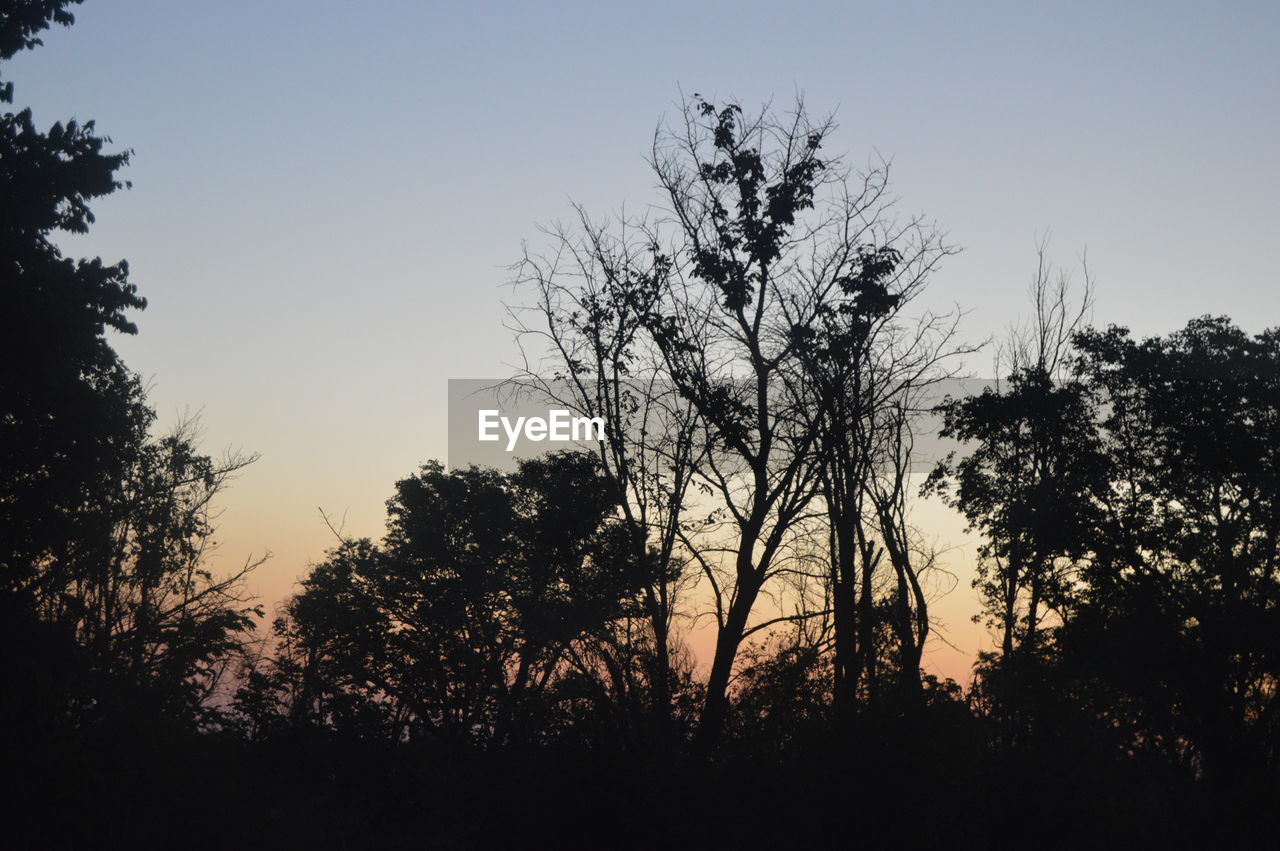 LOW ANGLE VIEW OF SILHOUETTE TREES AGAINST SKY AT SUNSET