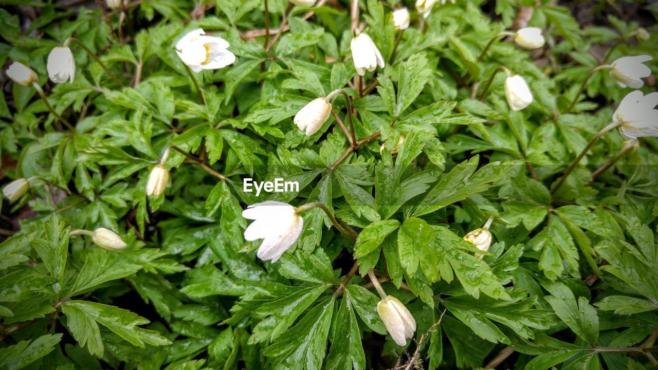 HIGH ANGLE VIEW OF WHITE FLOWERS GROWING OUTDOORS