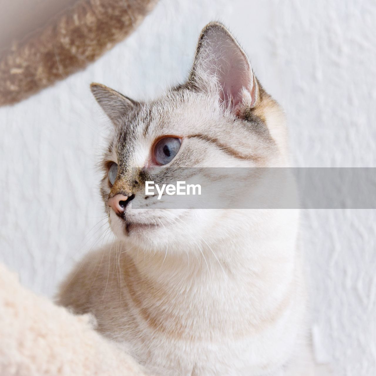 Close-up of cat relaxing on floor