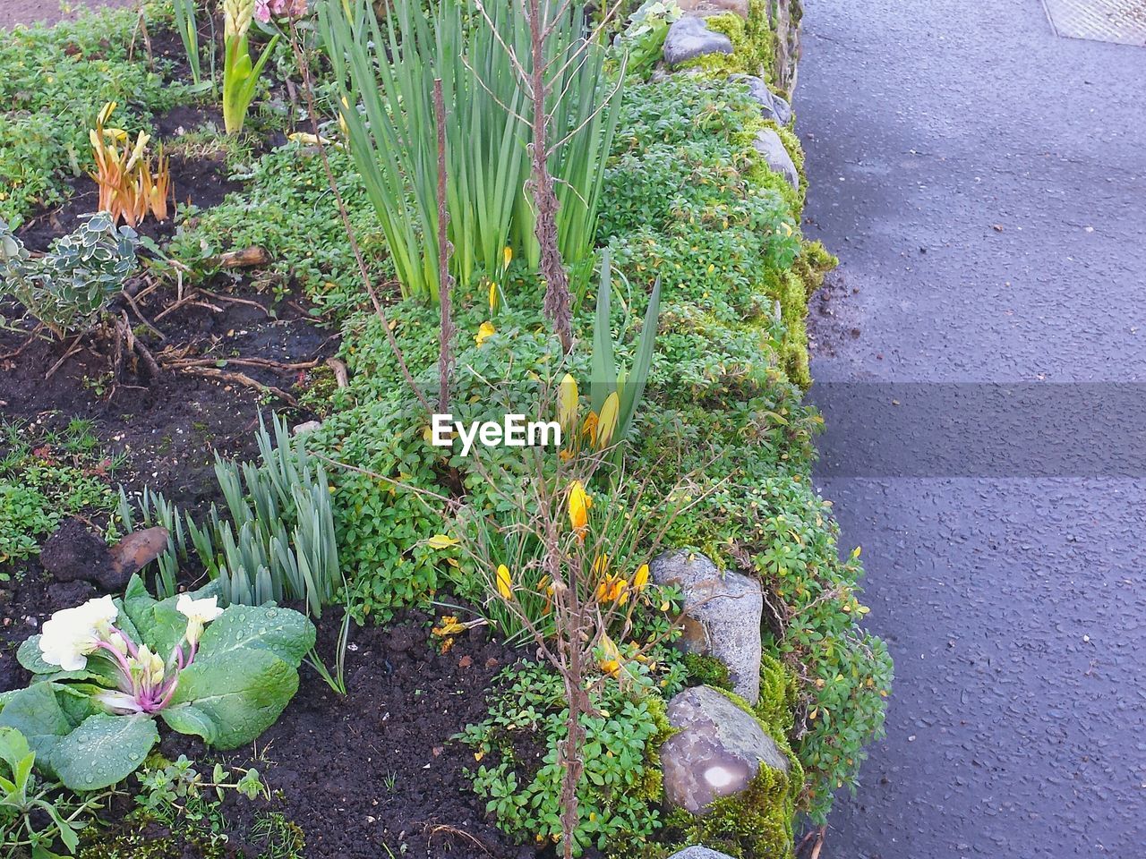 Close-up of plants on the ground