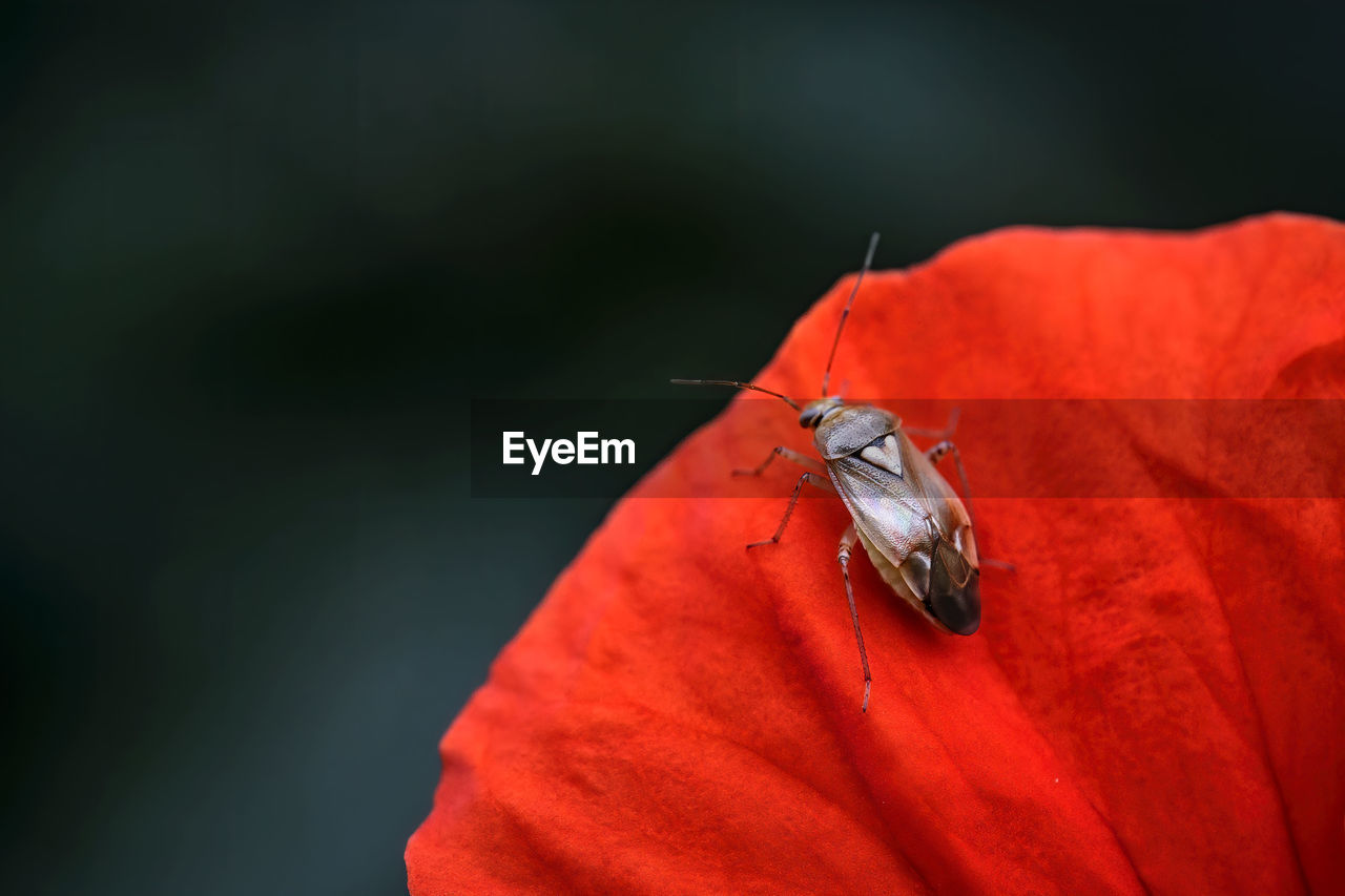 CLOSE-UP OF RED INSECT