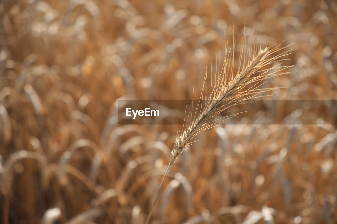 CLOSE-UP OF WHEAT FIELD