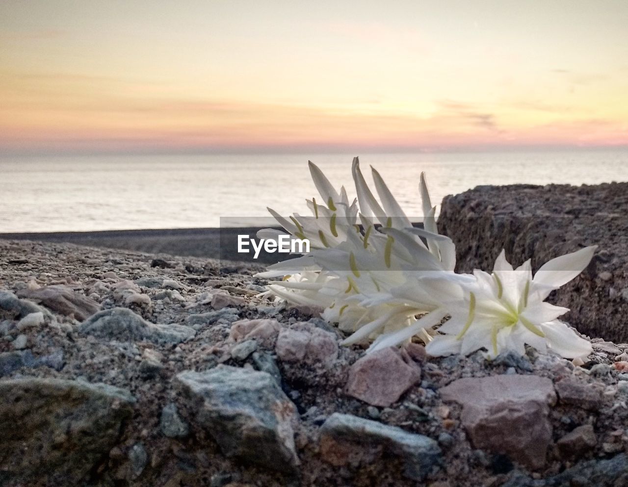 FLOWER GROWING ON BEACH AGAINST SKY DURING SUNSET