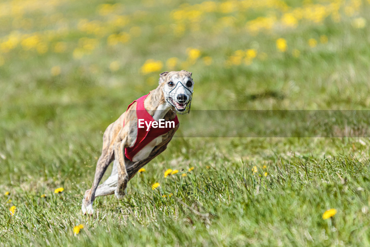 animal, animal themes, one animal, grass, plant, pet, mammal, meadow, dog, nature, lawn, running, no people, domestic animals, canine, flower, motion, outdoors, grassland, selective focus, animal wildlife, prairie, day, carnivore, field, portrait, yellow, wildlife, flowering plant