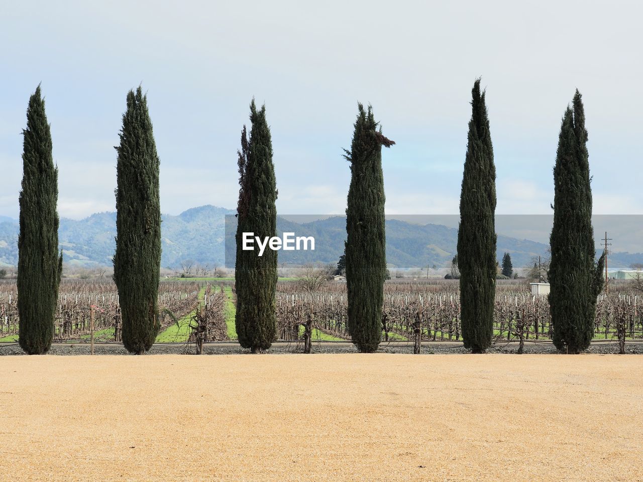 Trees on field against sky