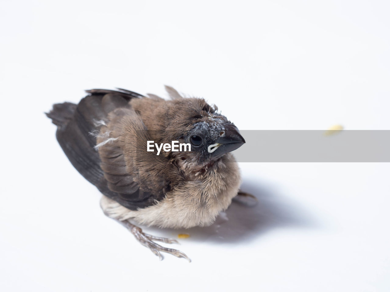 CLOSE-UP OF A BIRD