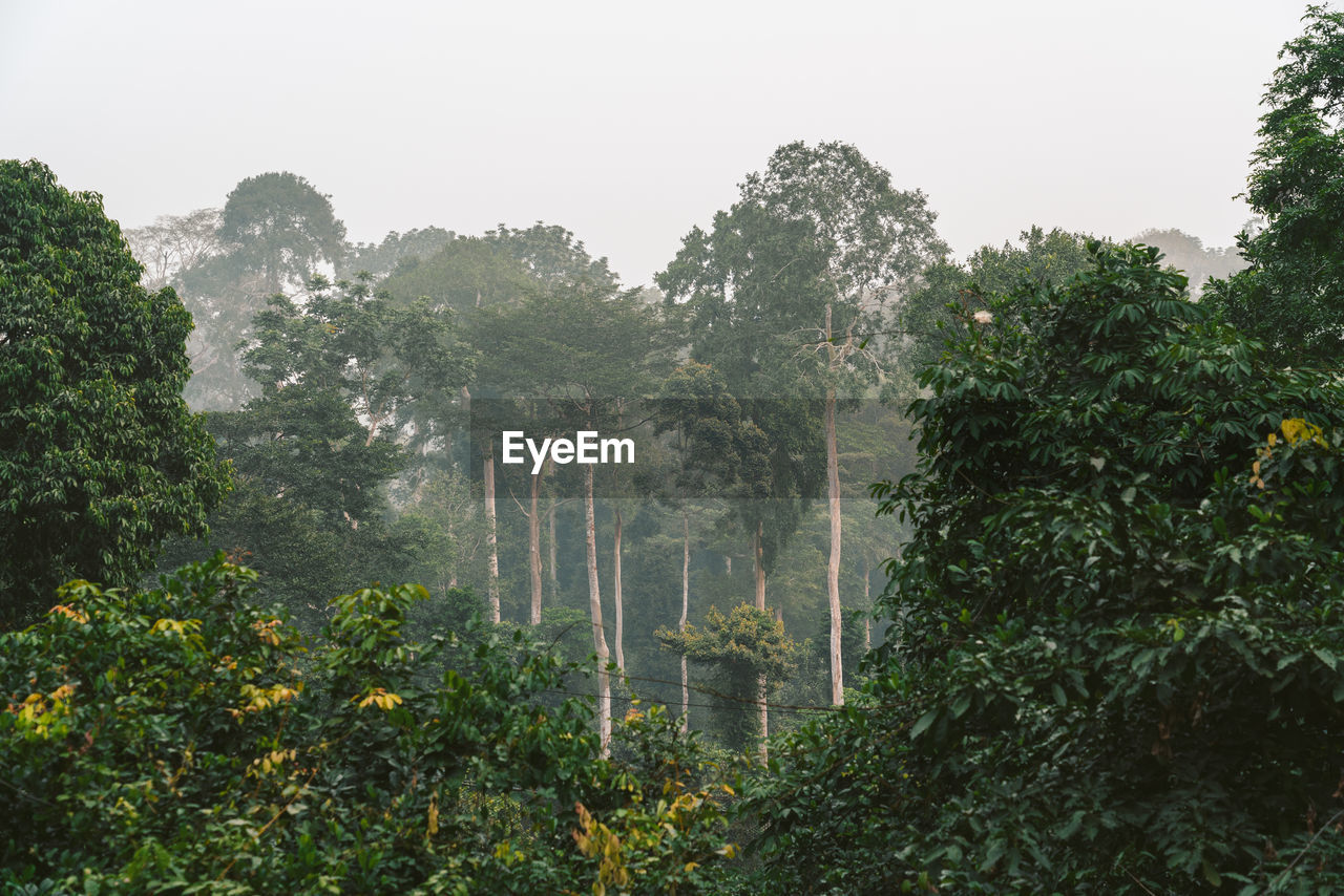 Tress growing against clear sky during foggy weather