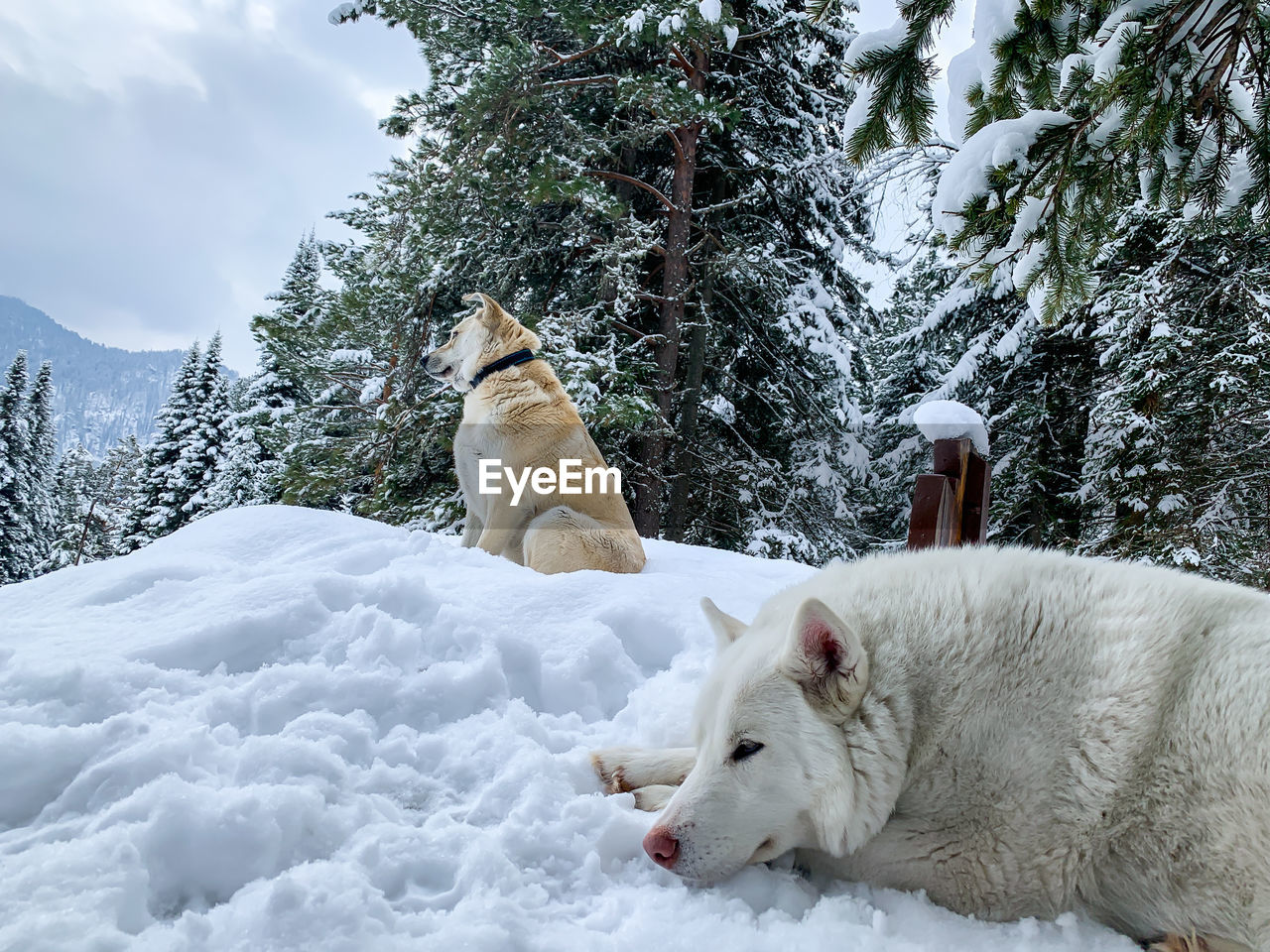 View of dog on snow covered landscape