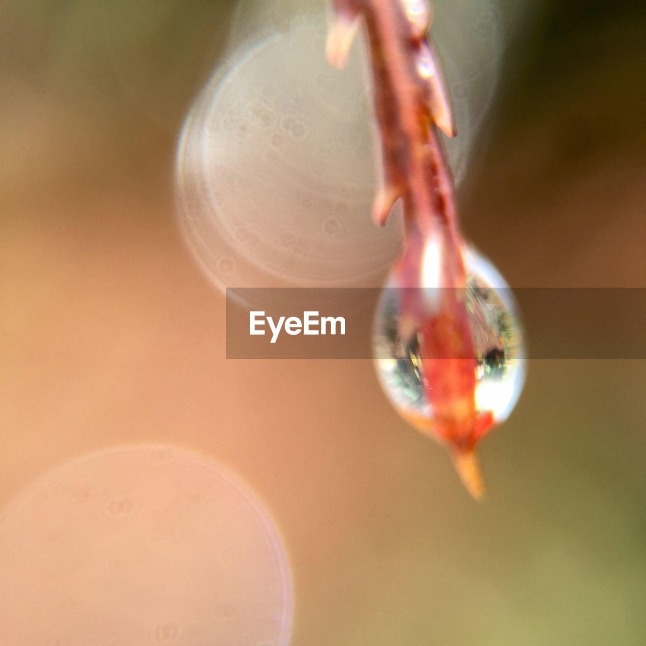 Close-up of twig with reflections on water drops