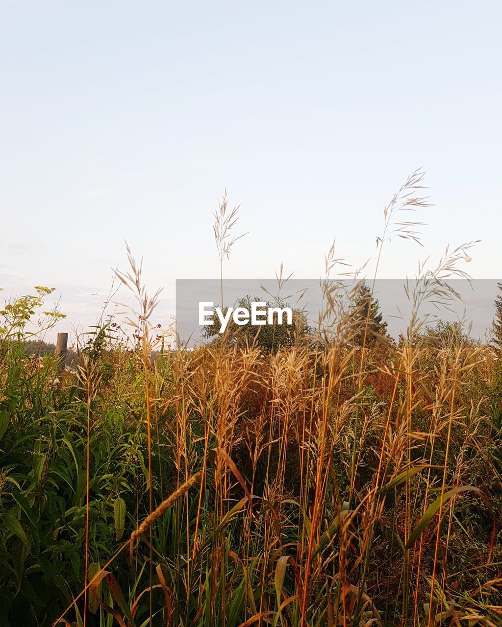 VIEW OF STALKS IN FIELD AGAINST SKY