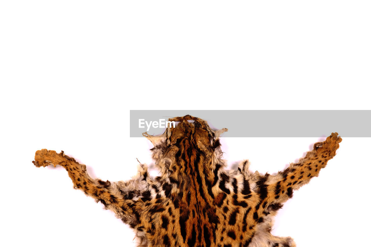High angle view of leopard skin on white background