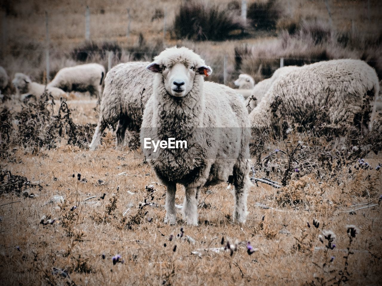 Portrait of sheep