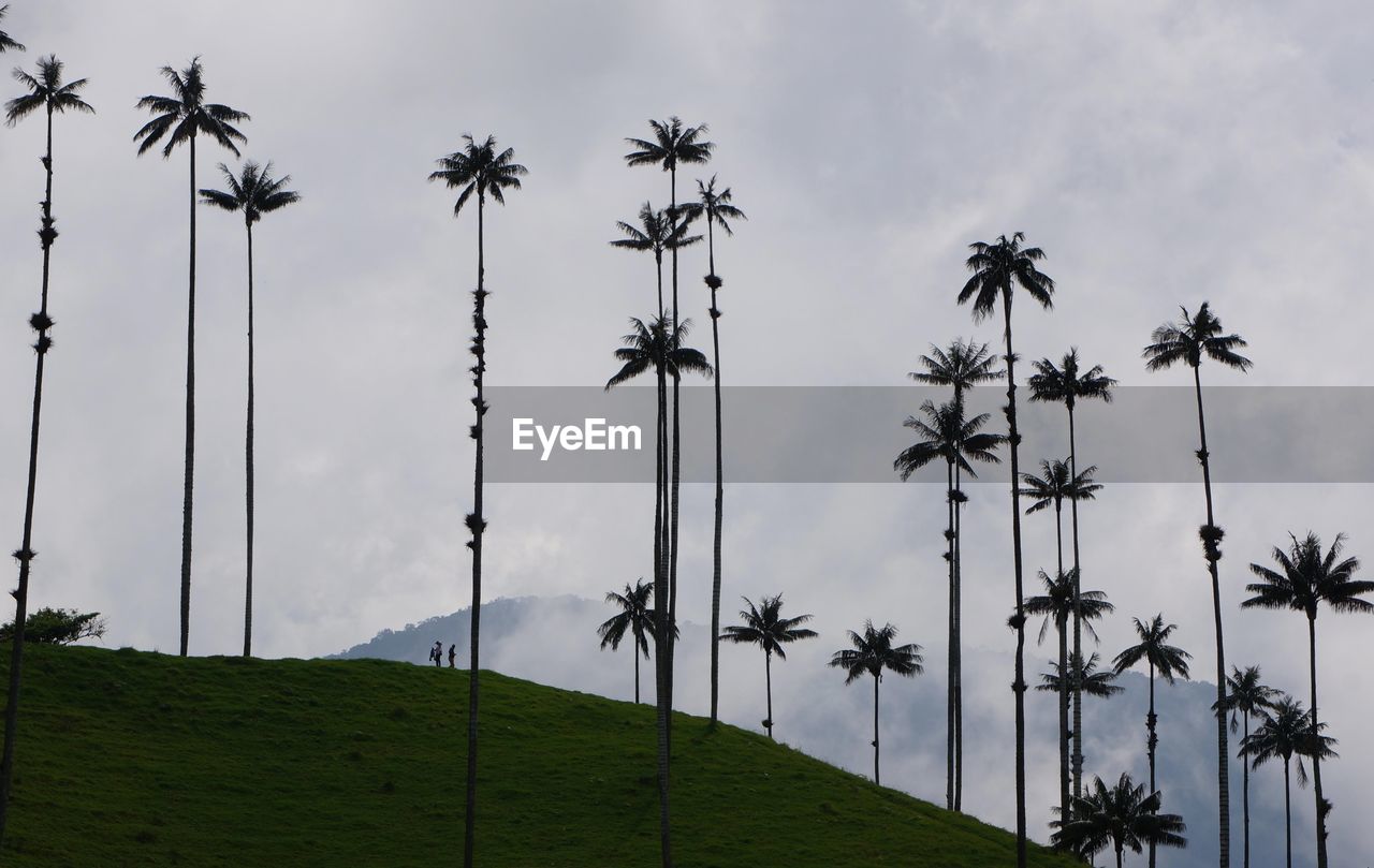 Low angle view of palm trees on field against sky