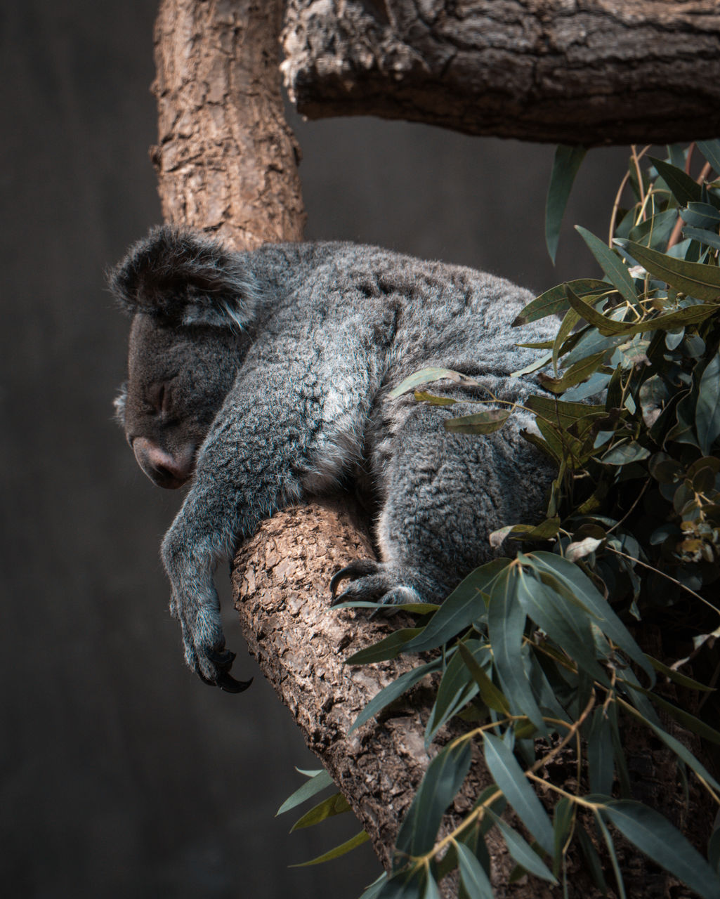 Close-up of koala on tree