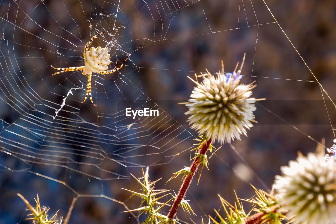 Spider on spider web.wild nature on the island santorini, cyclades, greece