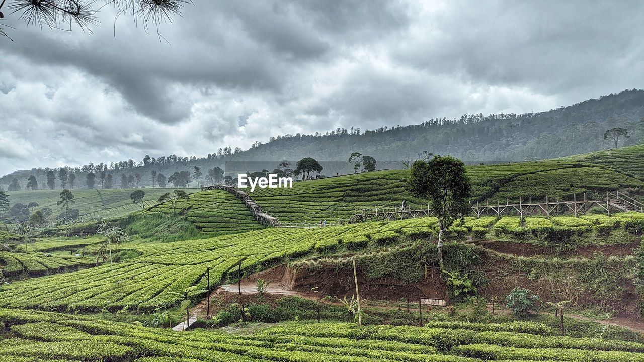 landscape, environment, land, agriculture, field, plant, crop, rural scene, scenics - nature, nature, cloud, growth, highland, farm, sky, rural area, mountain, plantation, terrace, tree, beauty in nature, social issues, valley, tea crop, environmental conservation, food and drink, tropical climate, travel, no people, green, overcast, outdoors, tranquility, plateau, food, tropical tree, tourism, terraced field, architecture, paddy field, travel destinations, building, fog, forest, hill station