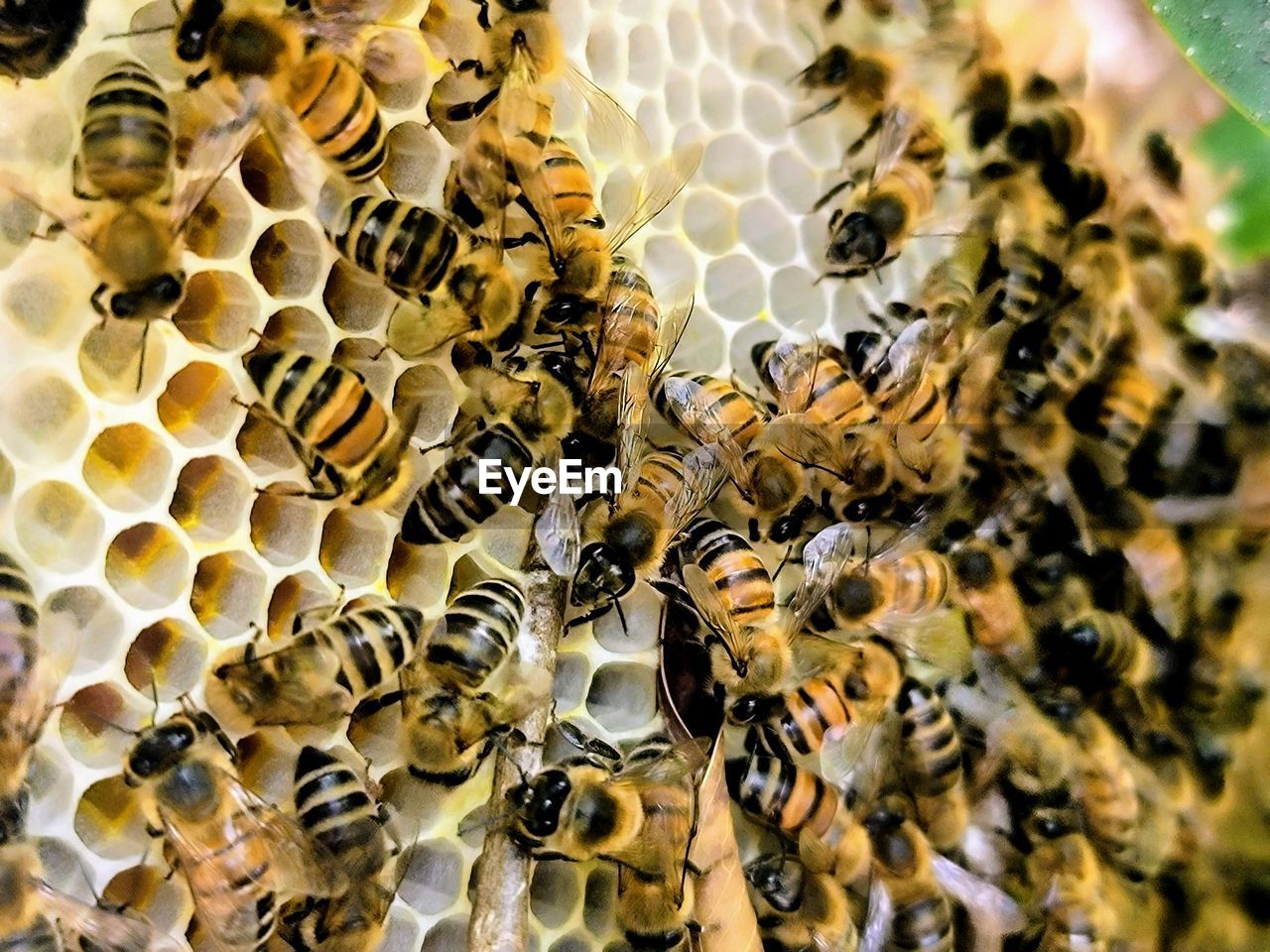 bee, honey bee, beehive, apiculture, honeycomb, insect, animal, wildlife, animal wildlife, animal themes, large group of animals, pollen, pattern, beauty in nature, group of animals, close-up, honey, nature, no people, colony, hexagon