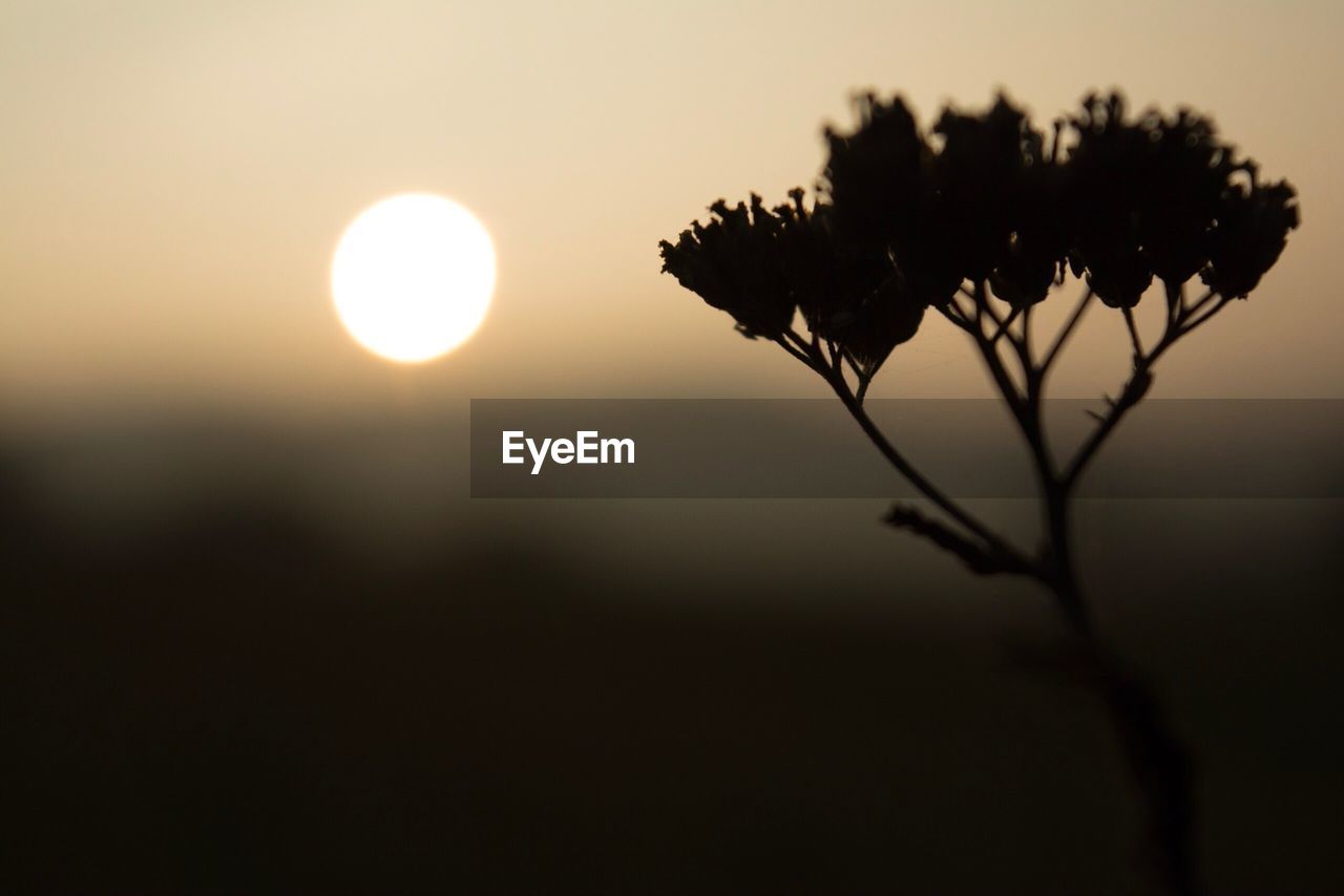 Close-up of silhouette tree against sky during sunset